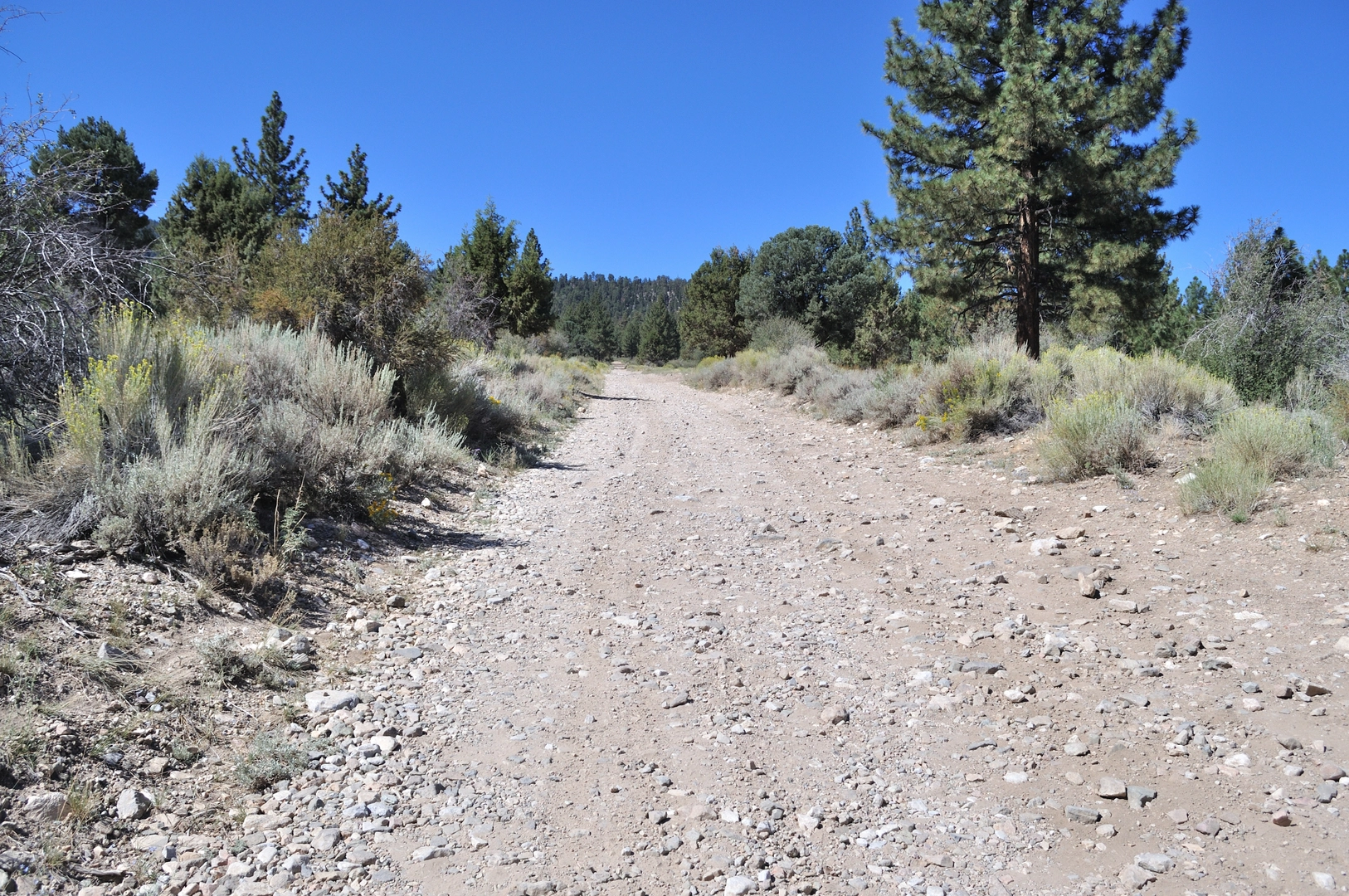 An image depicting the trail Sugarloaf Mountain via Wildhorse Creek Trail and its surrounding area.