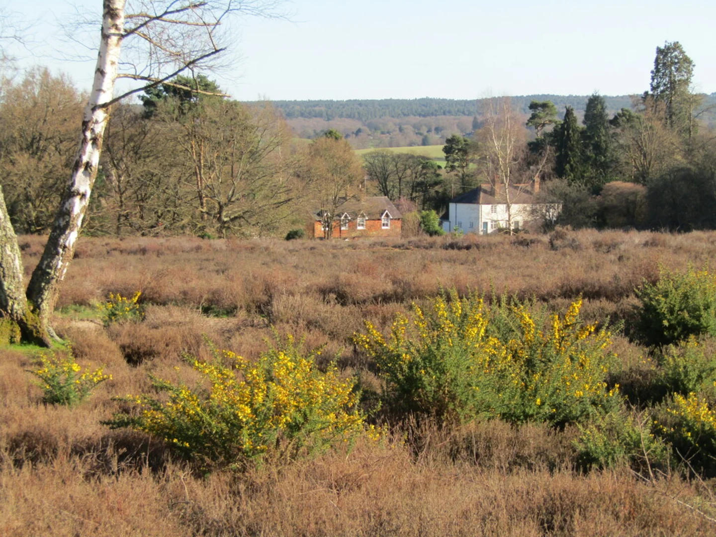 An image depicting the trail Albury Heath and Shere Heath in Shere and its surrounding area.