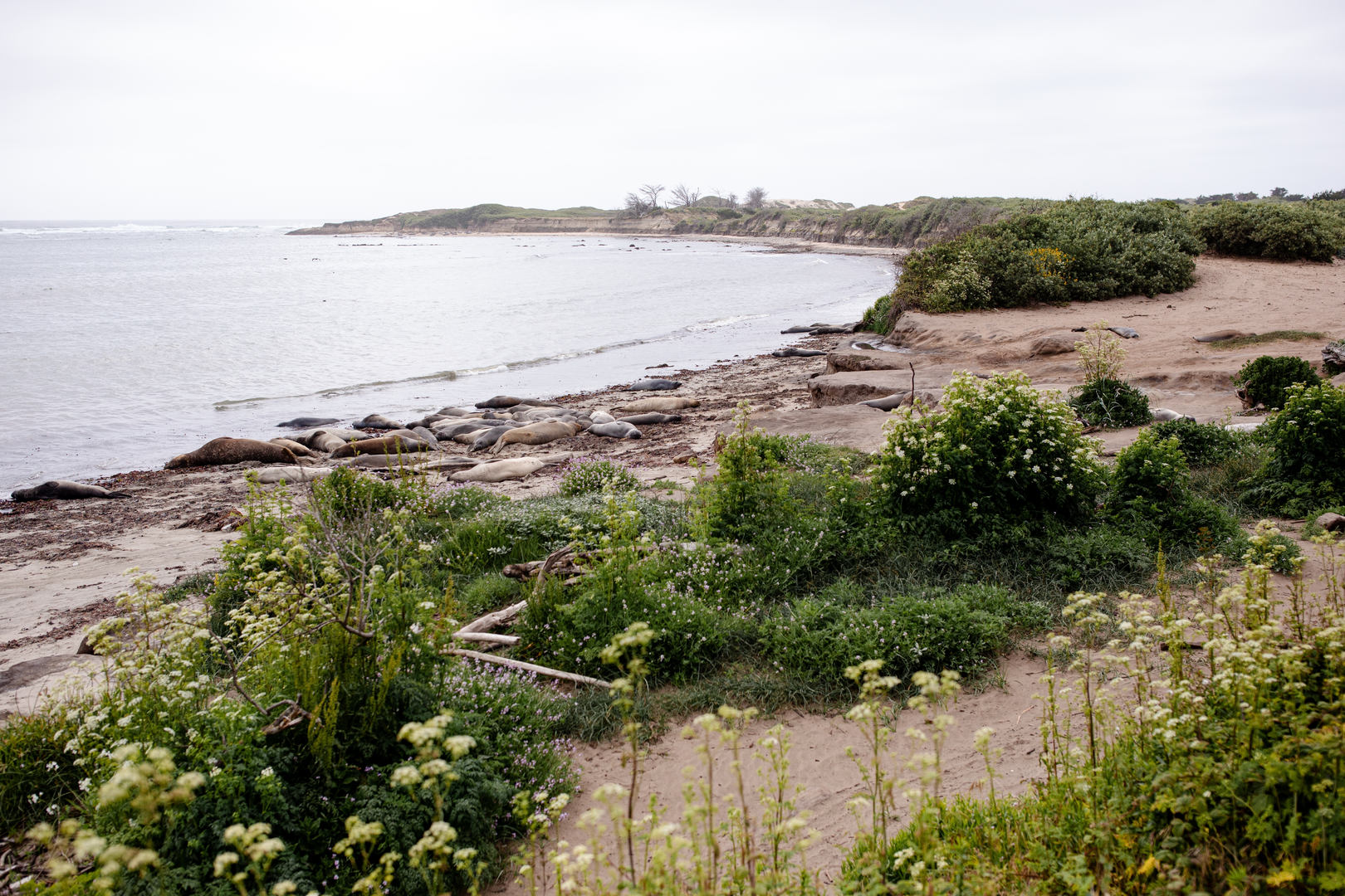 An image depicting the trail Año Nuevo Point Trail Out and Back and its surrounding area.