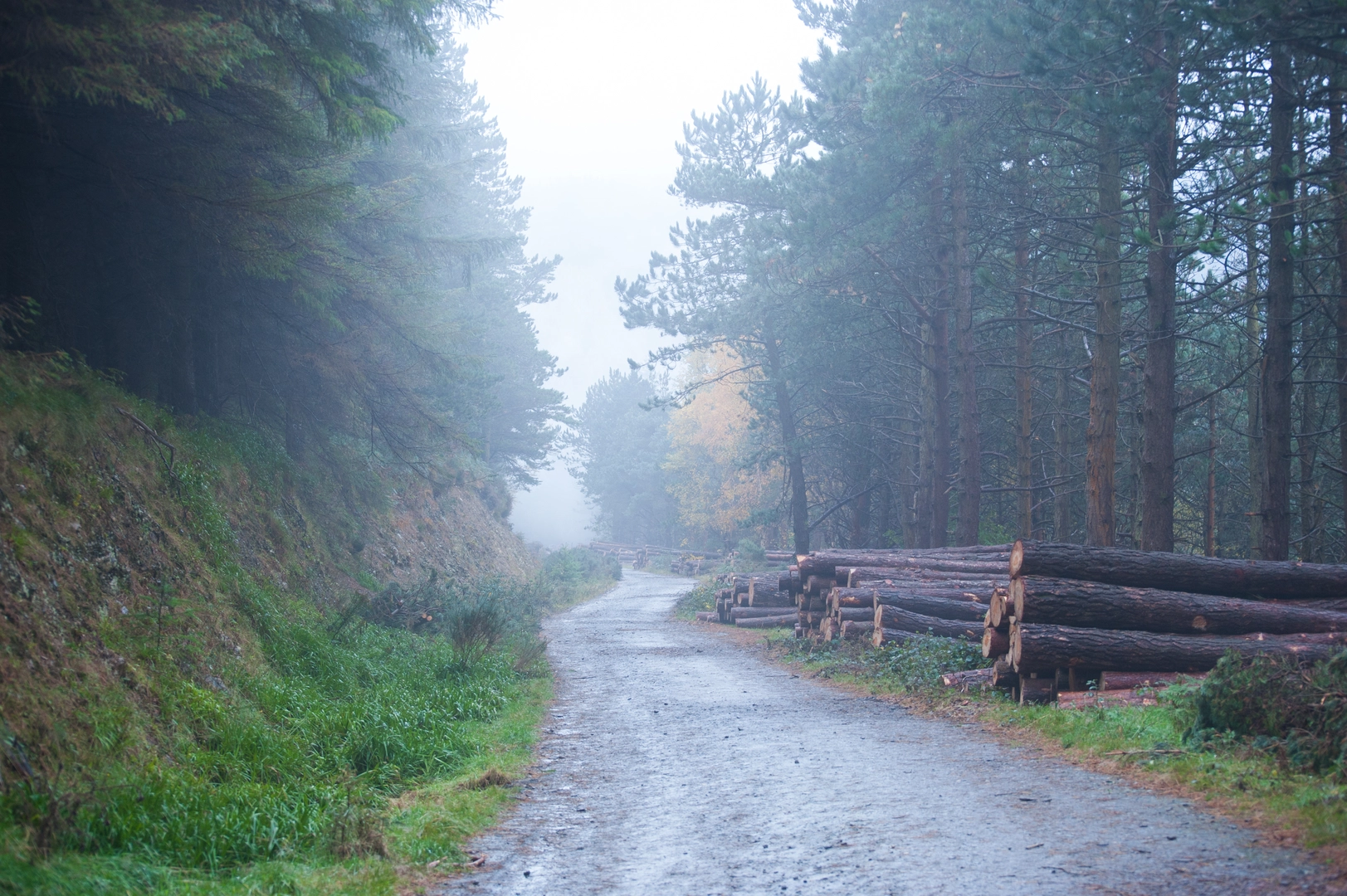 An image depicting the trail Djouce Woods - Deerpark Walk and its surrounding area.