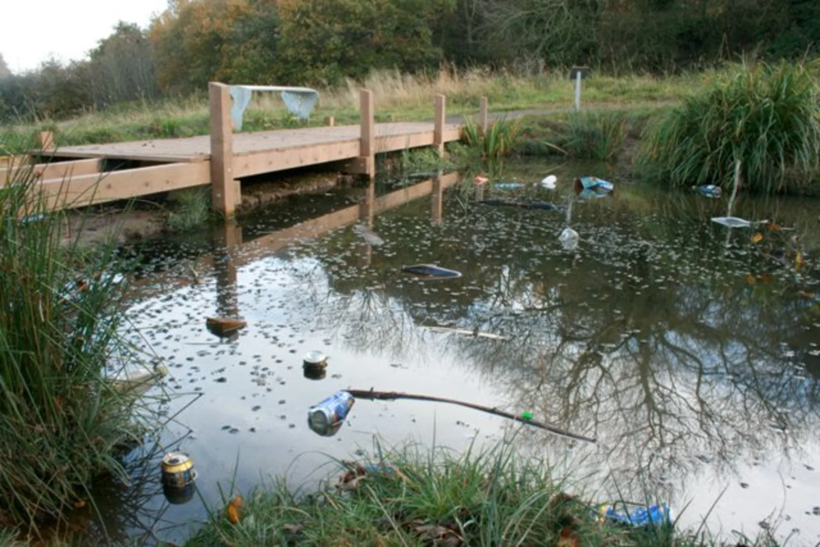 An image depicting the trail Spring Wood Loop and its surrounding area.