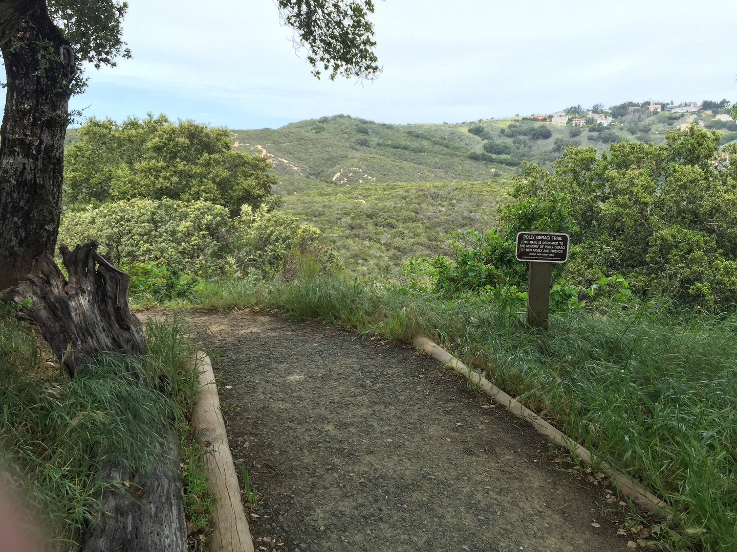 An image depicting the trail Blue Oak, Dusky-footed Woodrat and Cordilleras Loop Trail and its surrounding area.