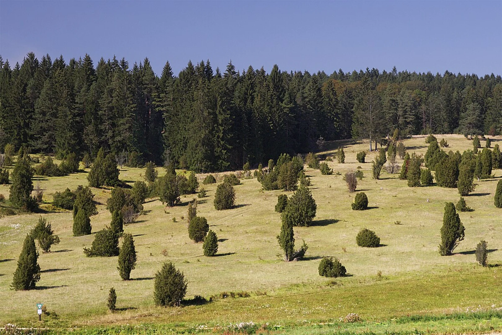 An image depicting the trail Glatttal-Hoehenweg and Hotel Gruener Wald - Schafweide and its surrounding area.