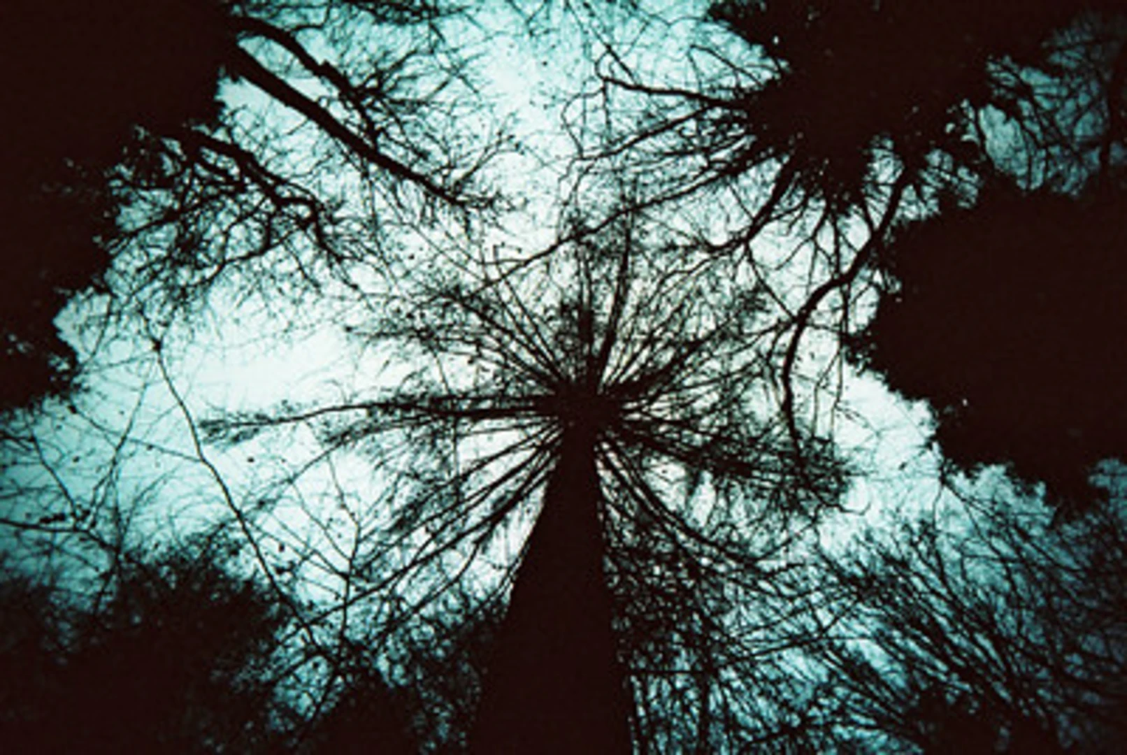 An image depicting the trail Hockeridge Wood Loop and its surrounding area.