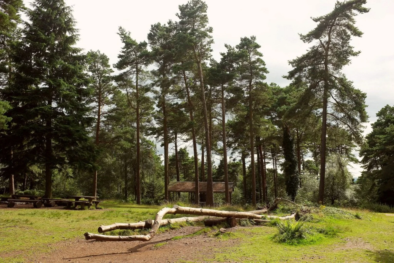 An image depicting the trail Great Haldon Walk via Haldon Forest Park and its surrounding area.