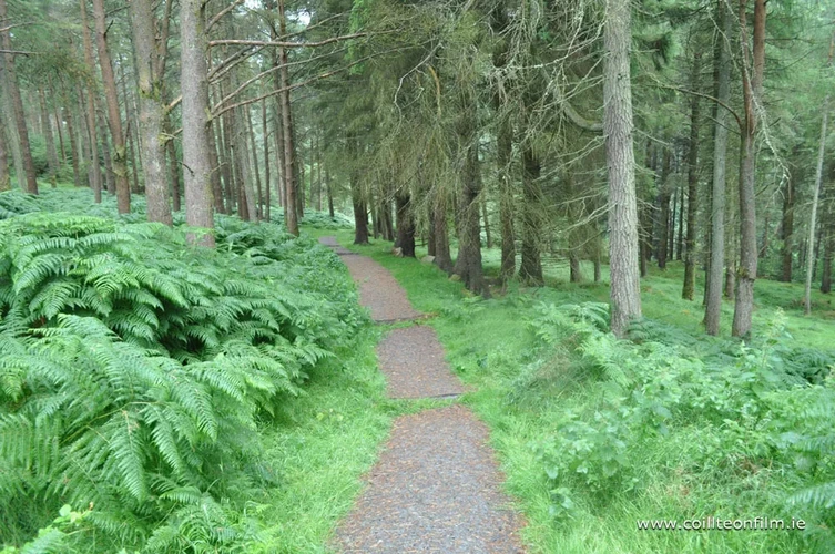 An image depicting the trail Tibradden Wood and its surrounding area.