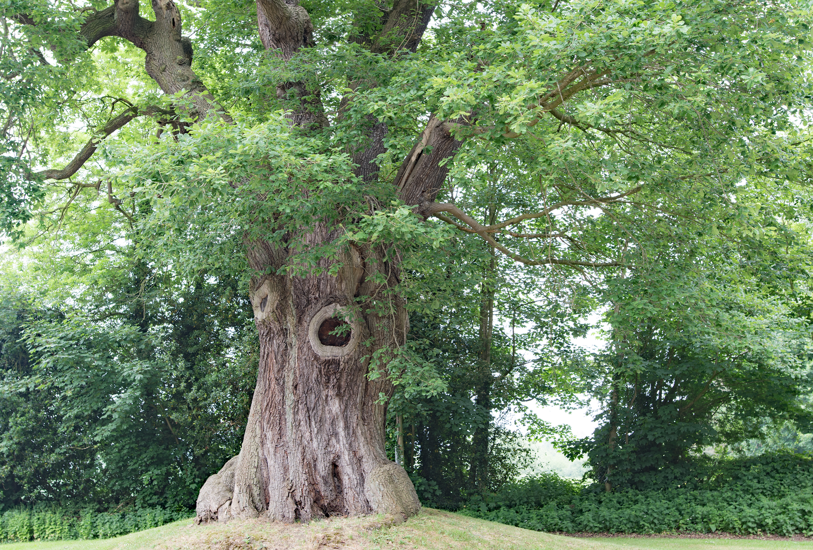 An image depicting the trail Sandstone Trail and its surrounding area.