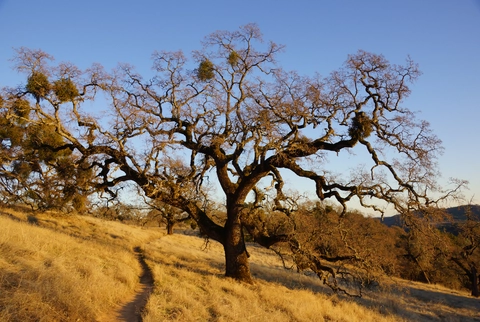 Dutch's and Tie Down Loop Trail