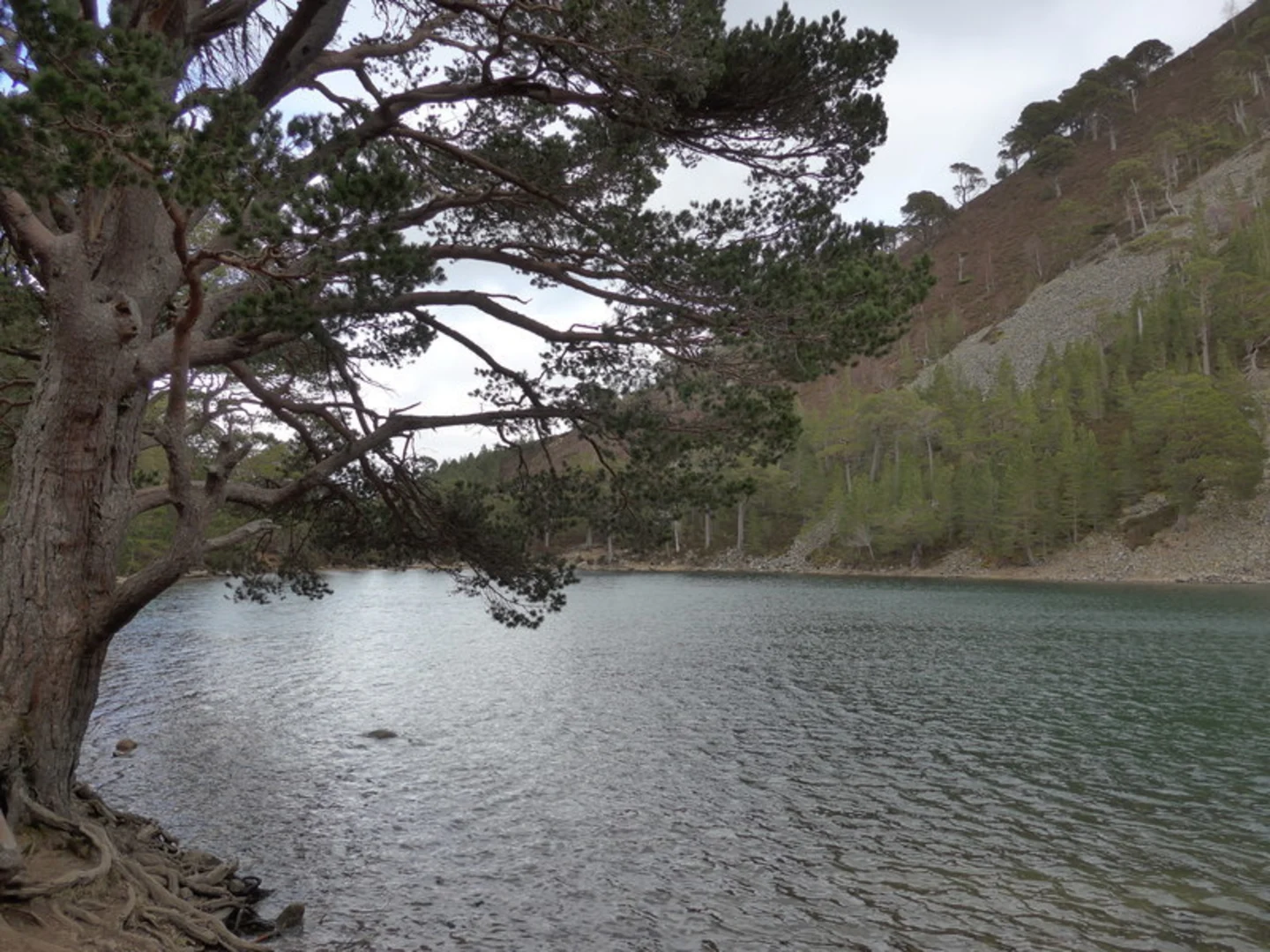 An image depicting the trail Ryvoan Loop via An Lochan Uaine Trail and its surrounding area.