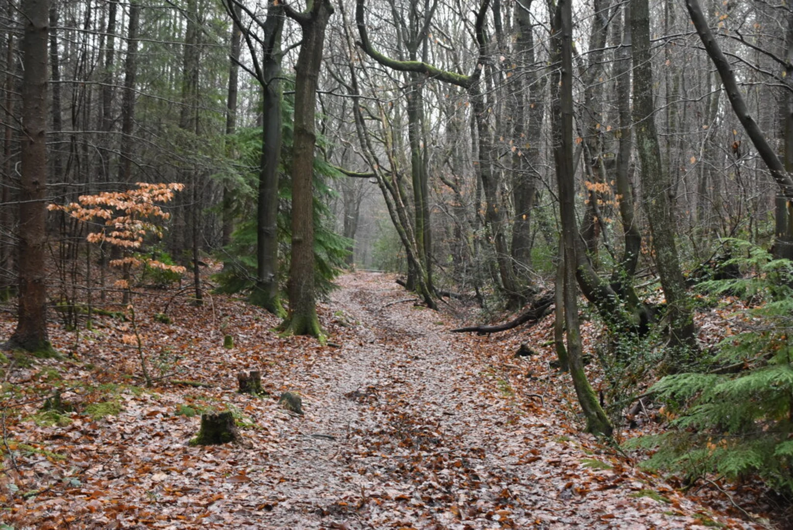 An image depicting the trail Tower Wood, Mariner's Hill and Quebec House Loop and its surrounding area.