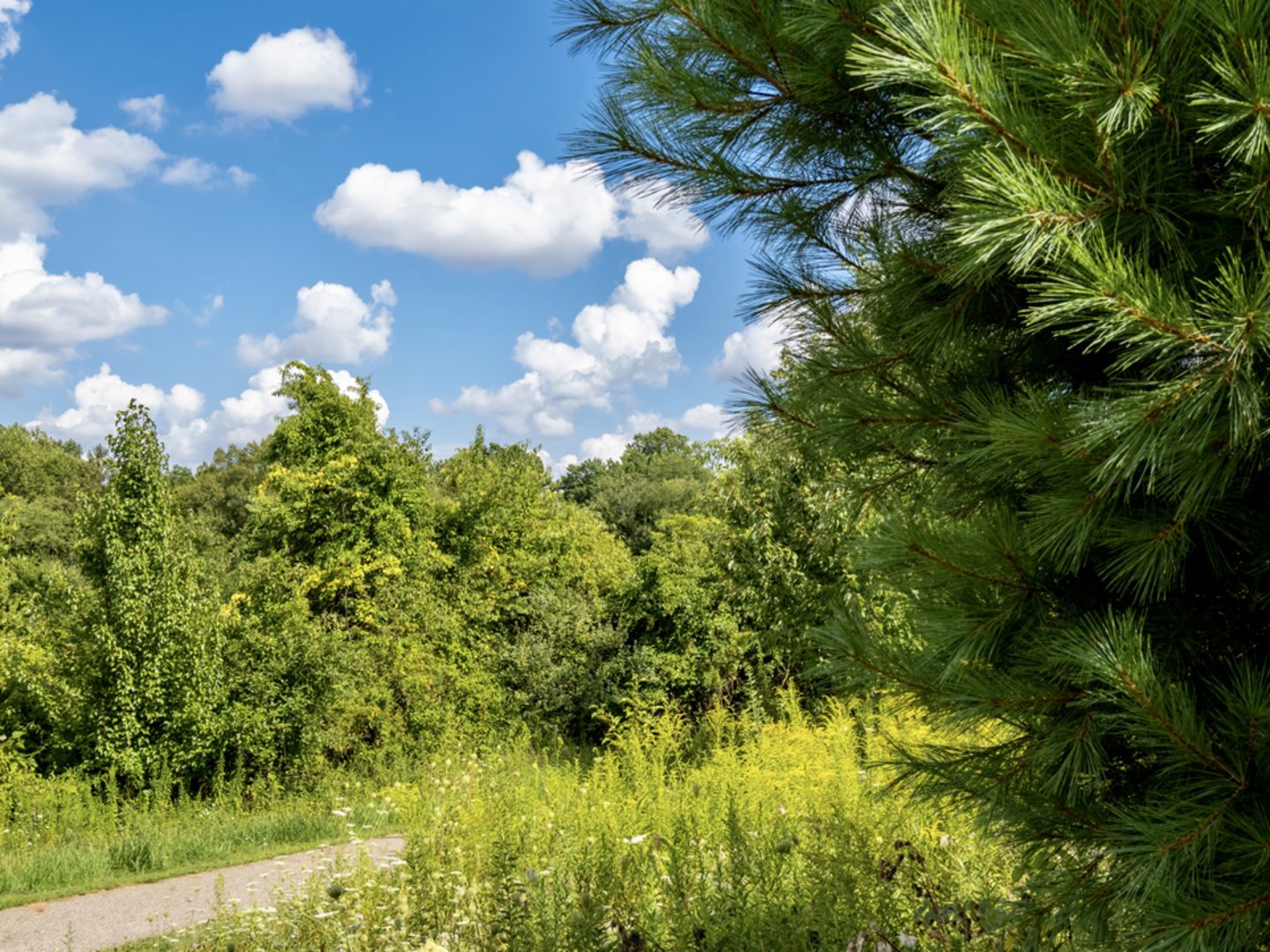 An image depicting the trail Buzzard Swamp Loop Trail and its surrounding area.
