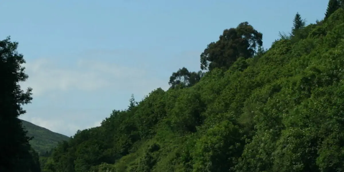 Glen of the Downs Loop