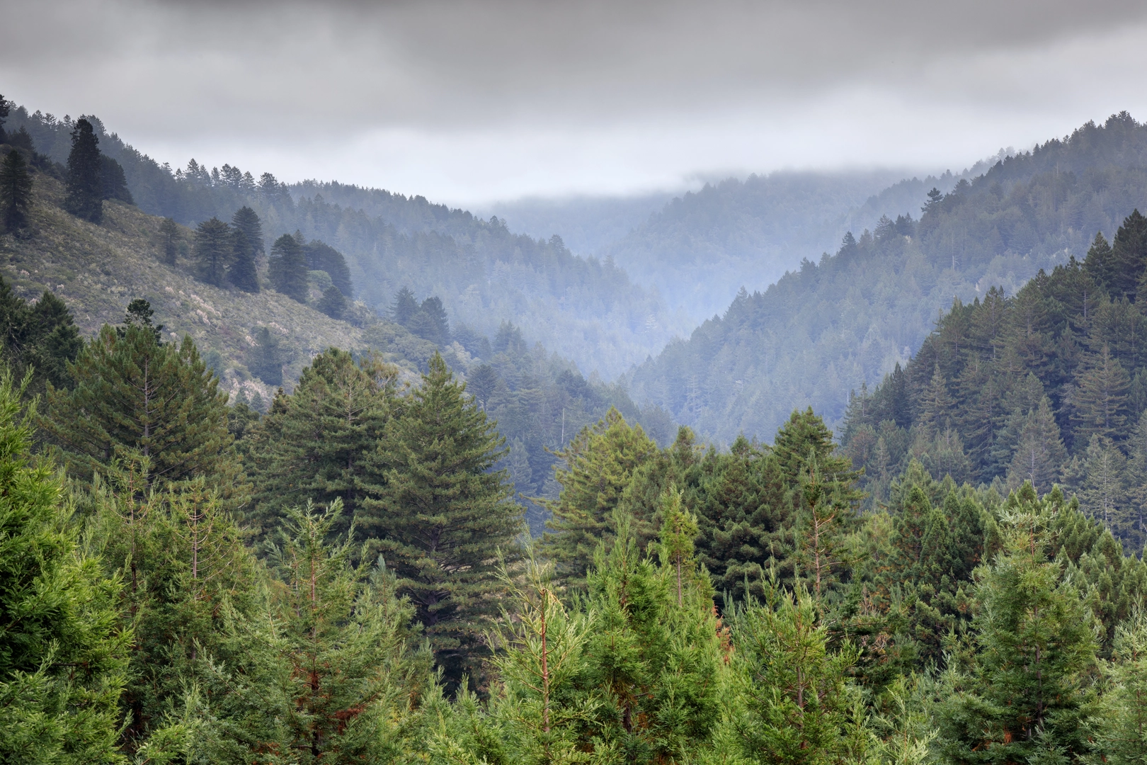 An image depicting the trail Harkins Ridge, Grabtown Gulch and Whittemore Gulch Loop Trail and its surrounding area.