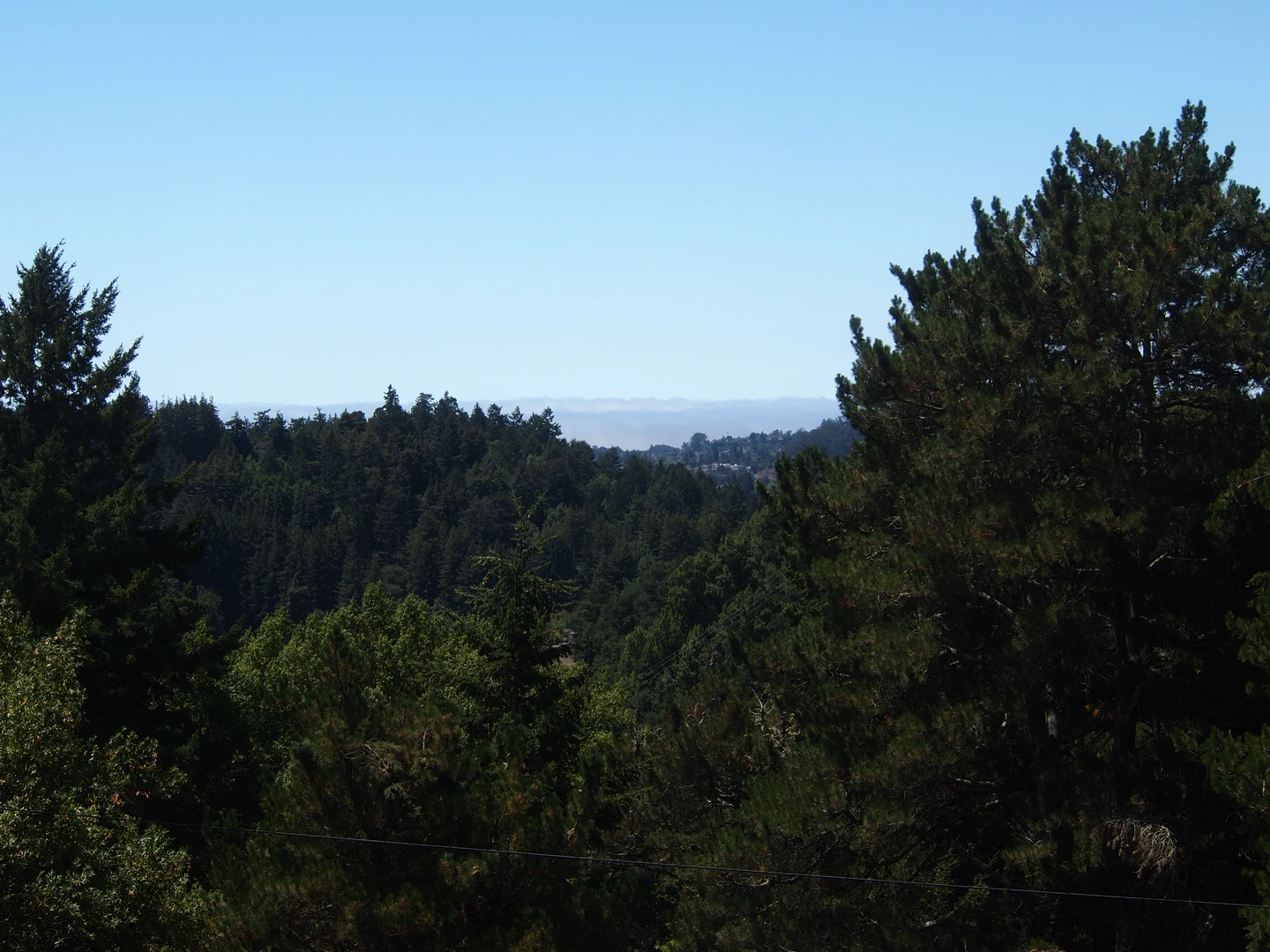 An image depicting the trail DeLaveaga Upper Loop and its surrounding area.