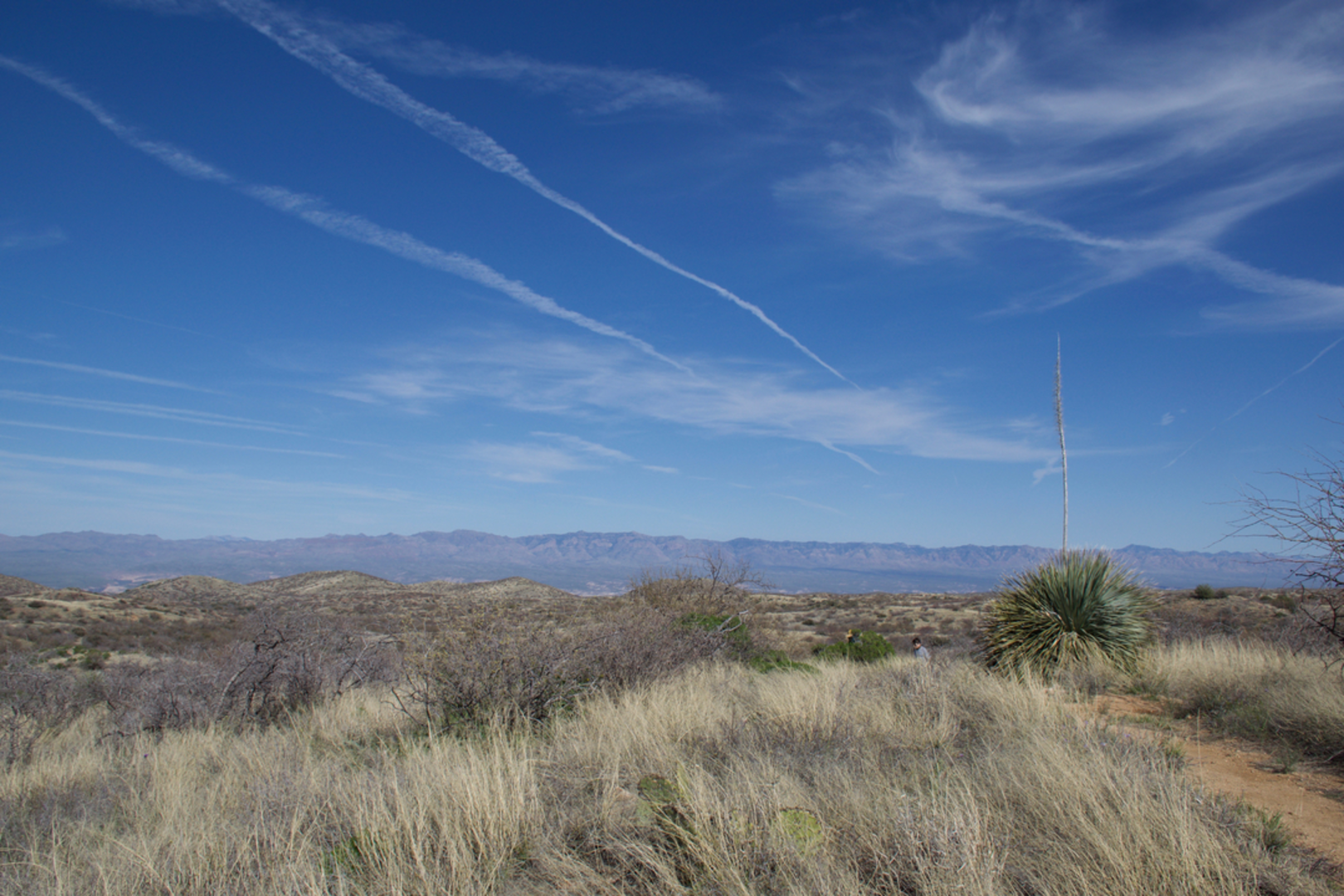 An image depicting the trail Cody Trail and its surrounding area.