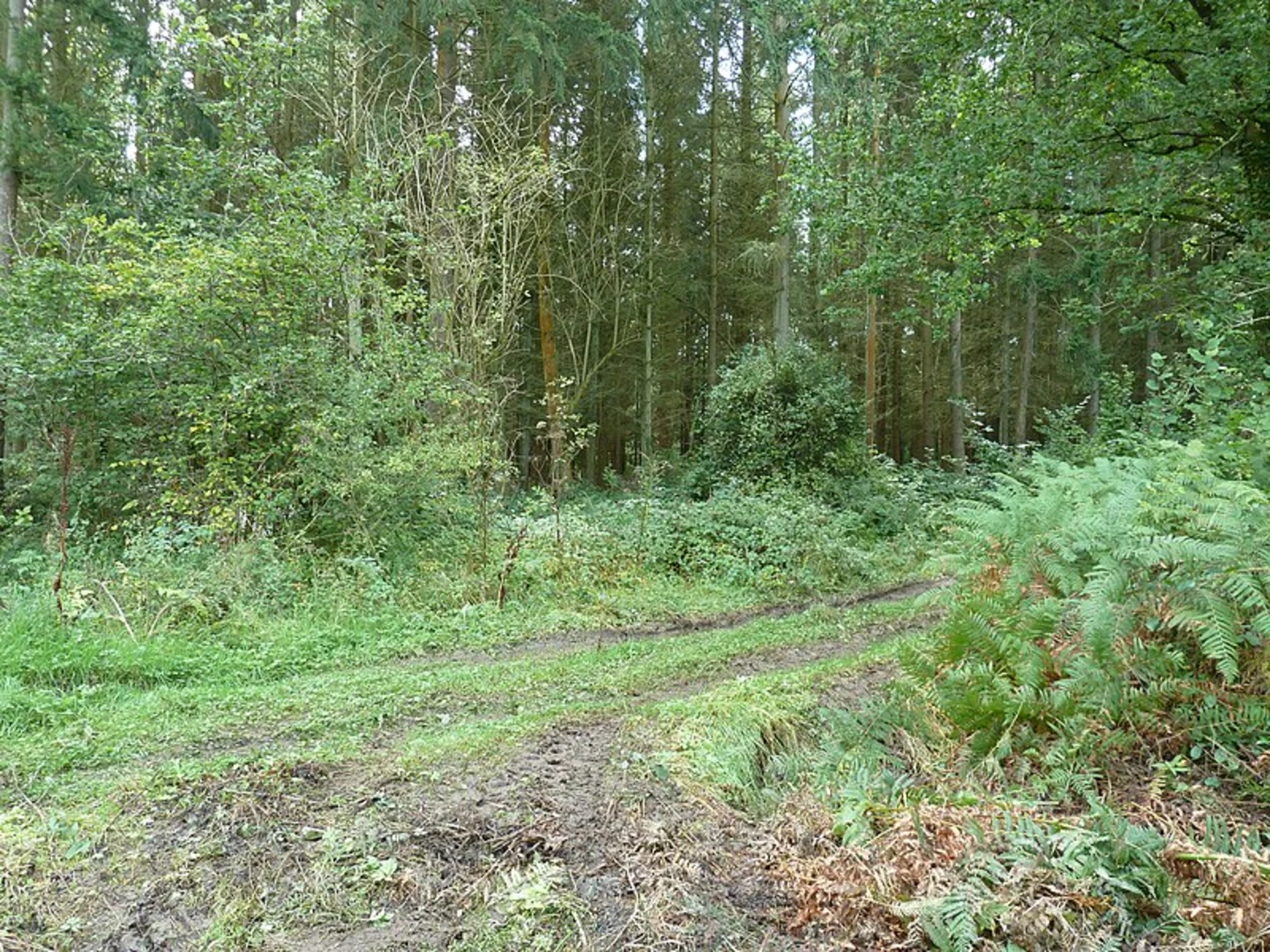 An image depicting the trail Duddon Bridge and Furnace Wood and its surrounding area.