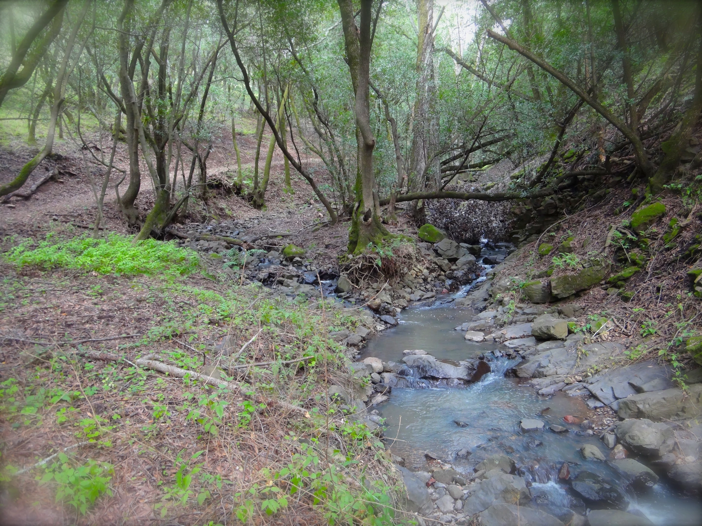 An image depicting the trail Marie Creek and Lake Loop and its surrounding area.