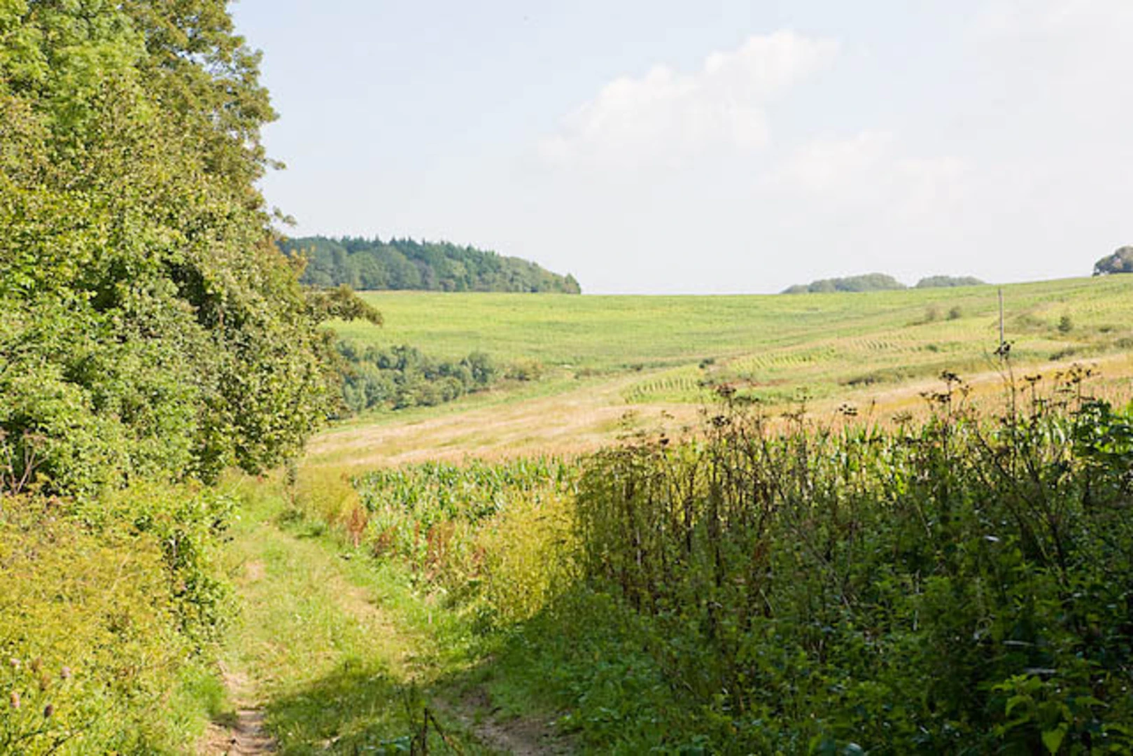 An image depicting the trail Calbourne Loop and its surrounding area.