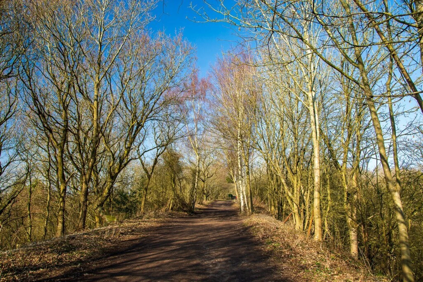 An image depicting the trail Ashby Woulds Heritage Trail and its surrounding area.
