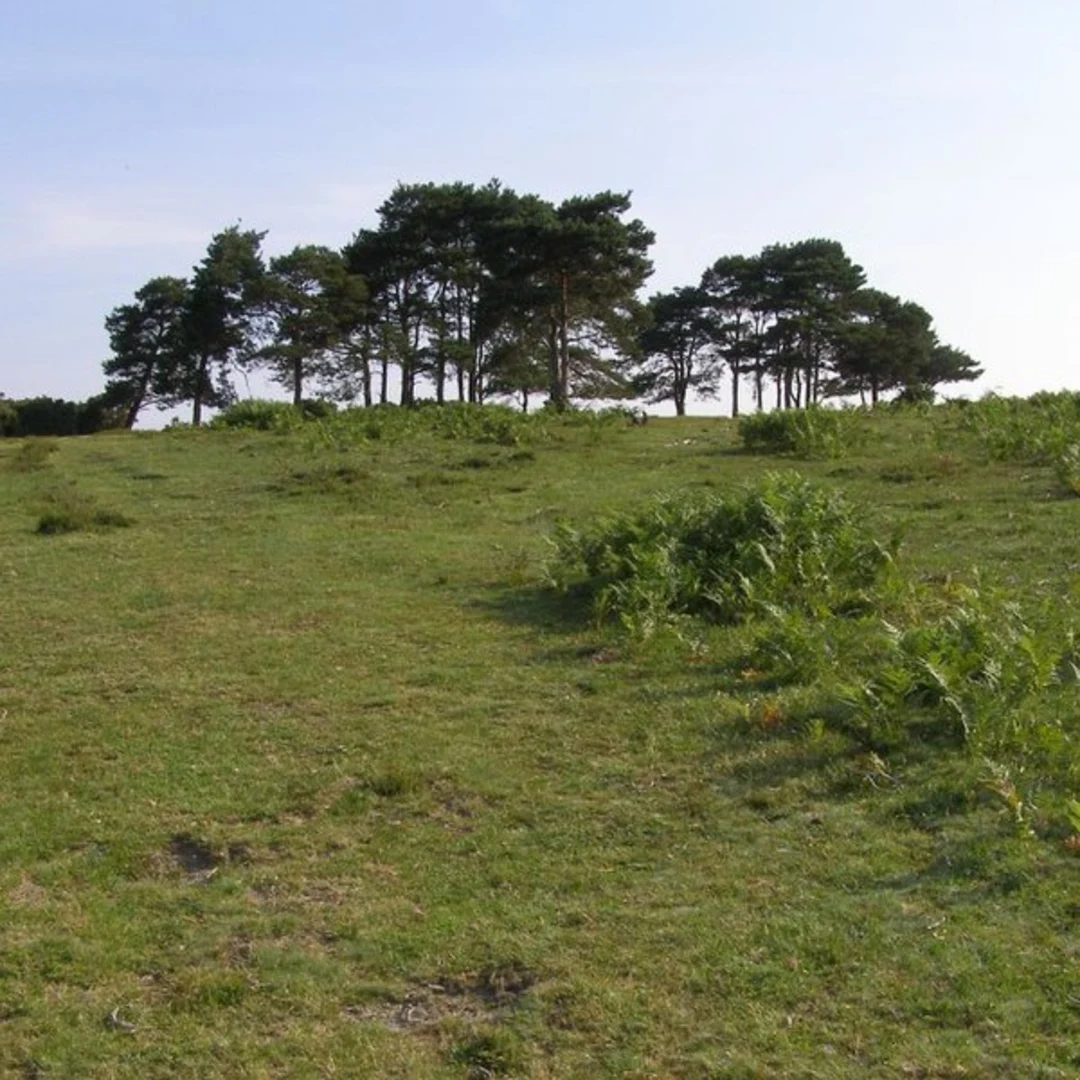 An image depicting the trail Mockbeggar East Loop via Claypits Bottom and its surrounding area.