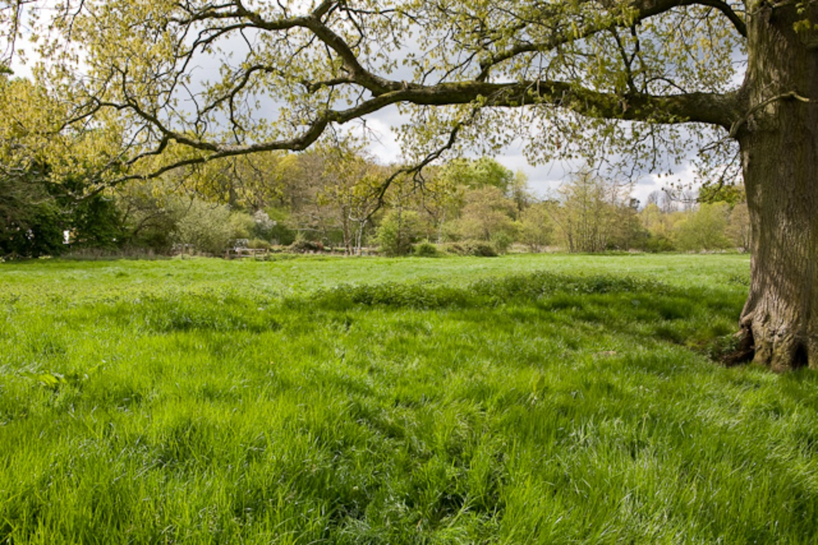 An image depicting the trail Walton Heath Plantation and Grub Coppice Loop and its surrounding area.