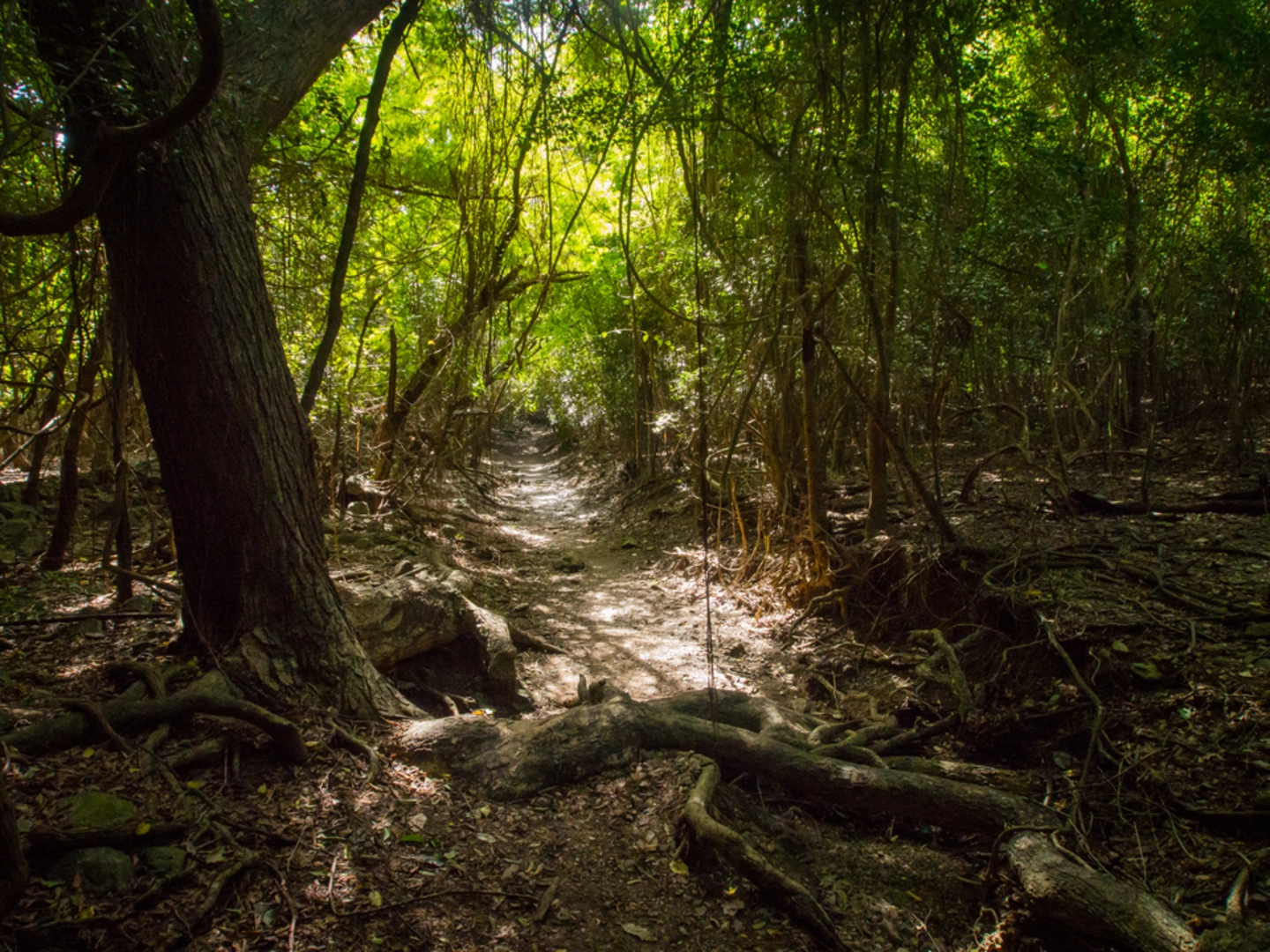 An image depicting the trail L'esperance Trail and its surrounding area.