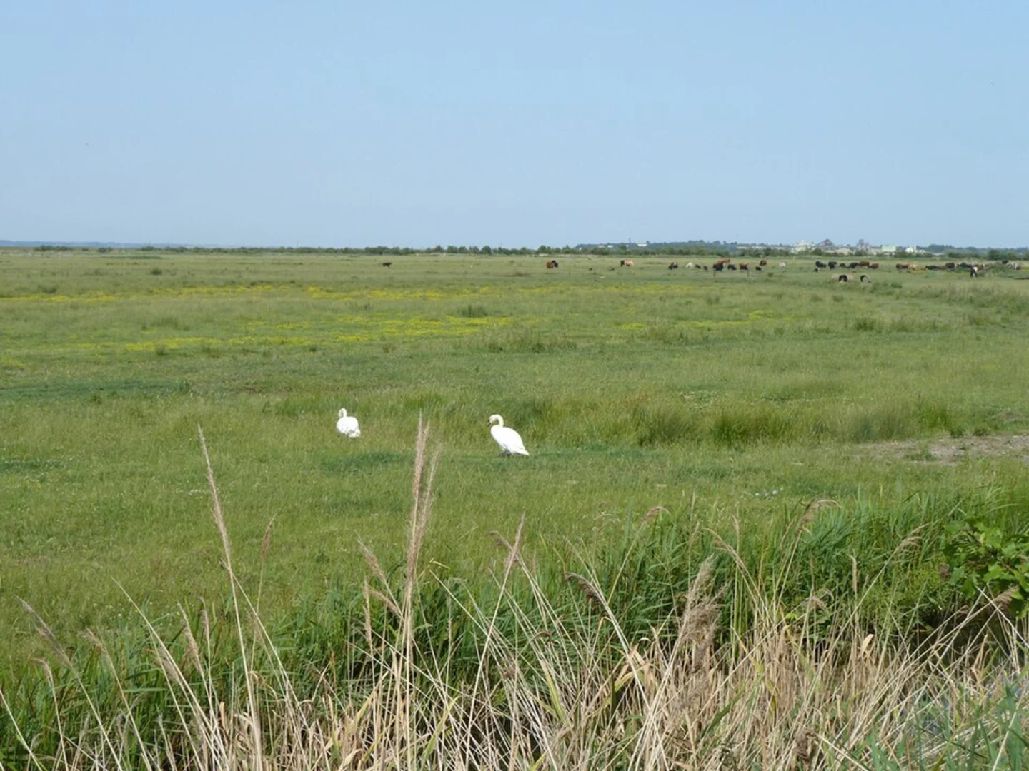 An image depicting the trail Gravesend, Shorne Marshes Nature Reserve and Alpha Pool and its surrounding area.