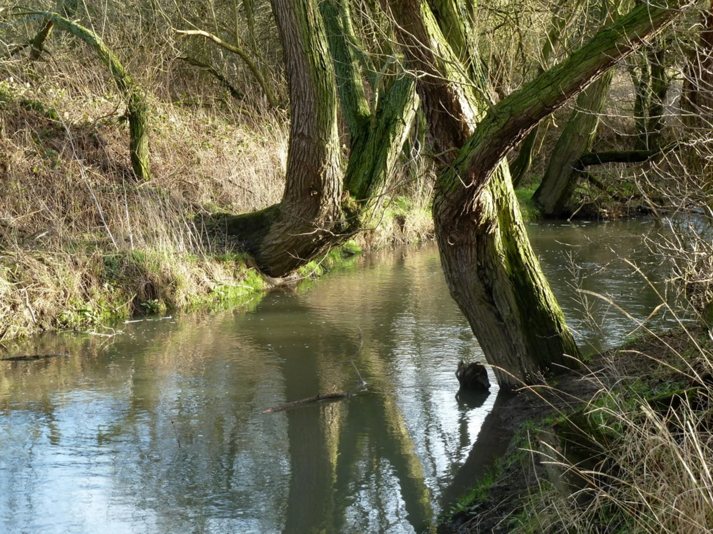 An image depicting the trail Carr Vale Nature Reserve Loop and its surrounding area.