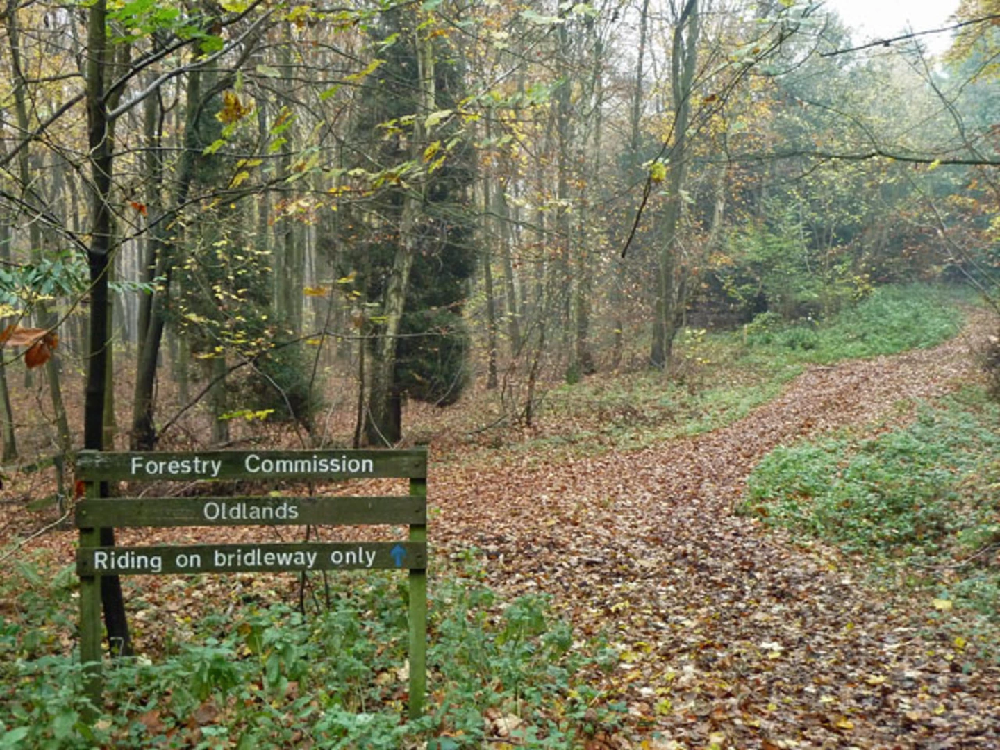 An image depicting the trail East Horsley Loop and its surrounding area.