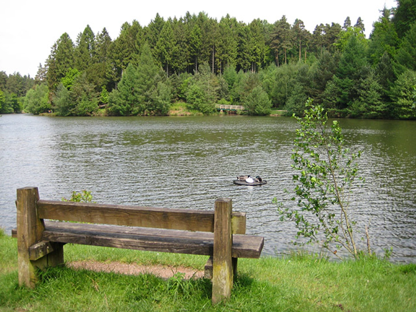 An image depicting the trail Mallards Pike and Forest of Dean Loop and its surrounding area.