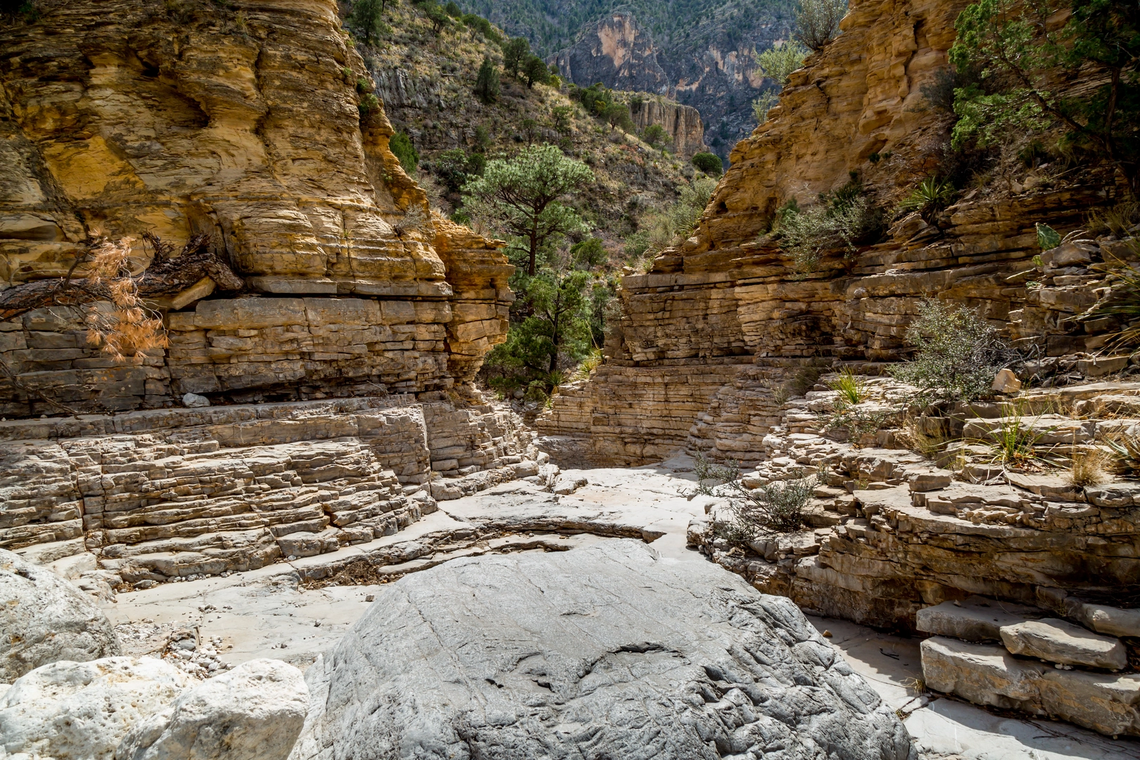 An image depicting the trail Guadalupe Canyon and Peak and its surrounding area.