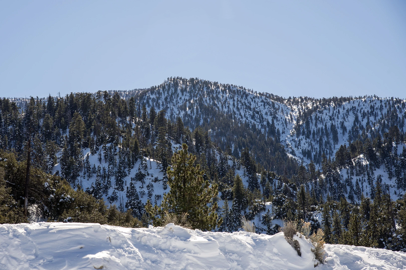 An image depicting the trail Poopout Hill, Dry Lake, Zahniser, San Gorgonio Mountain, Jepson Peak and Little Charlton Peak Loop and its surrounding area.