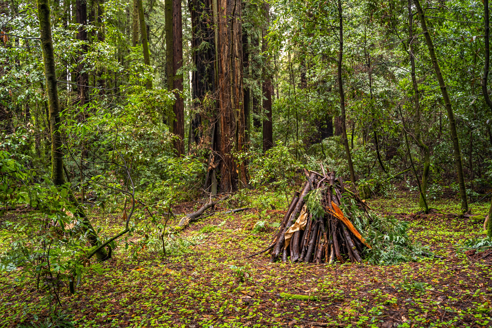 An image depicting the trail Redwood Grove Loop Trail Loop and its surrounding area.