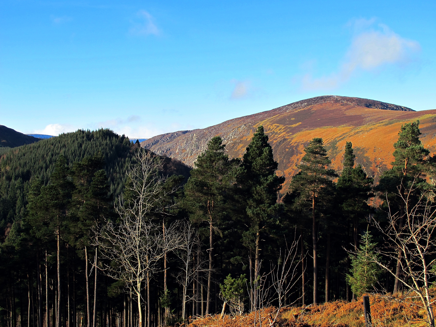 An image depicting the trail Derrybawn Woodland Trail - Glendalough and its surrounding area.