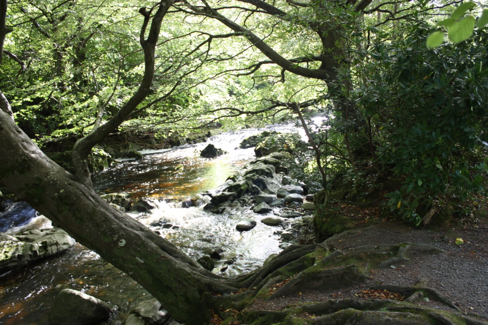 An image depicting the trail Tollymore Forest Park - Arboretum Path and its surrounding area.