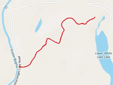 Champion Cypress Tree Trail