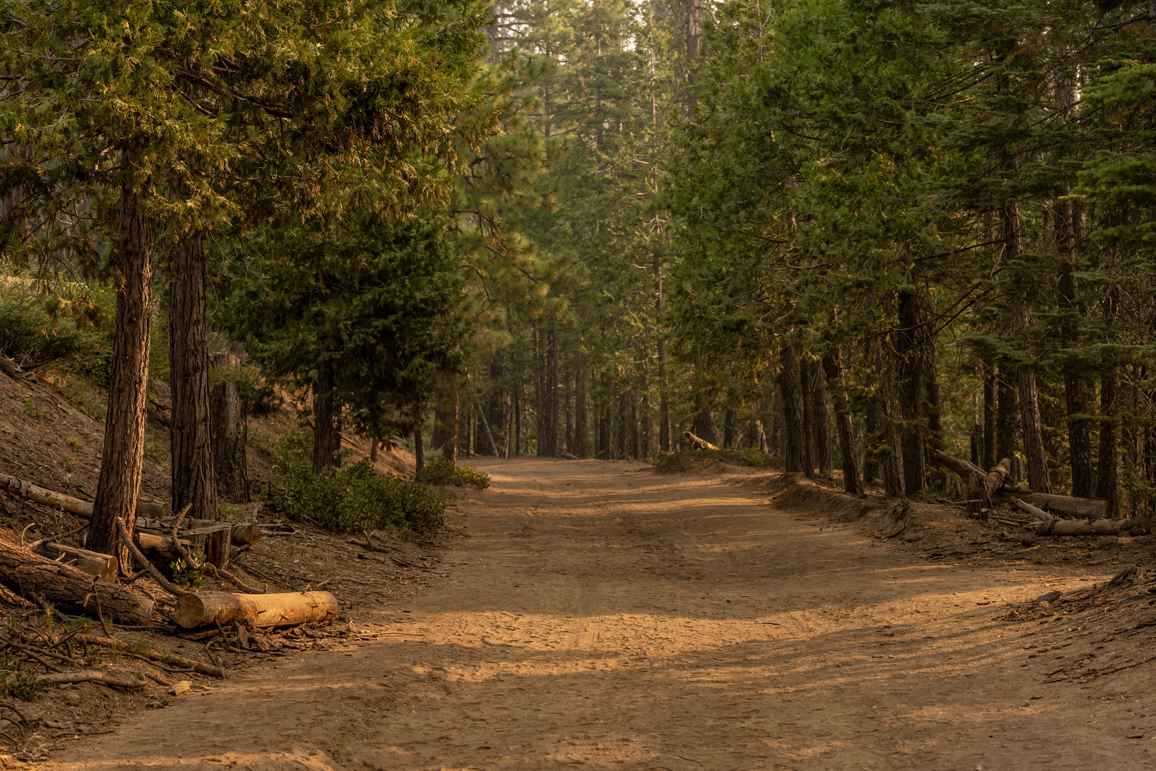 An image depicting the trail Crane Flat Fire Road and its surrounding area.