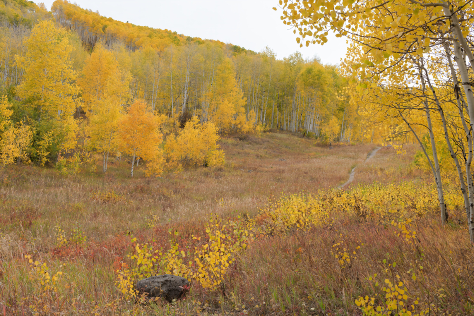 An image depicting the trail Mesa Creek Trail and its surrounding area.