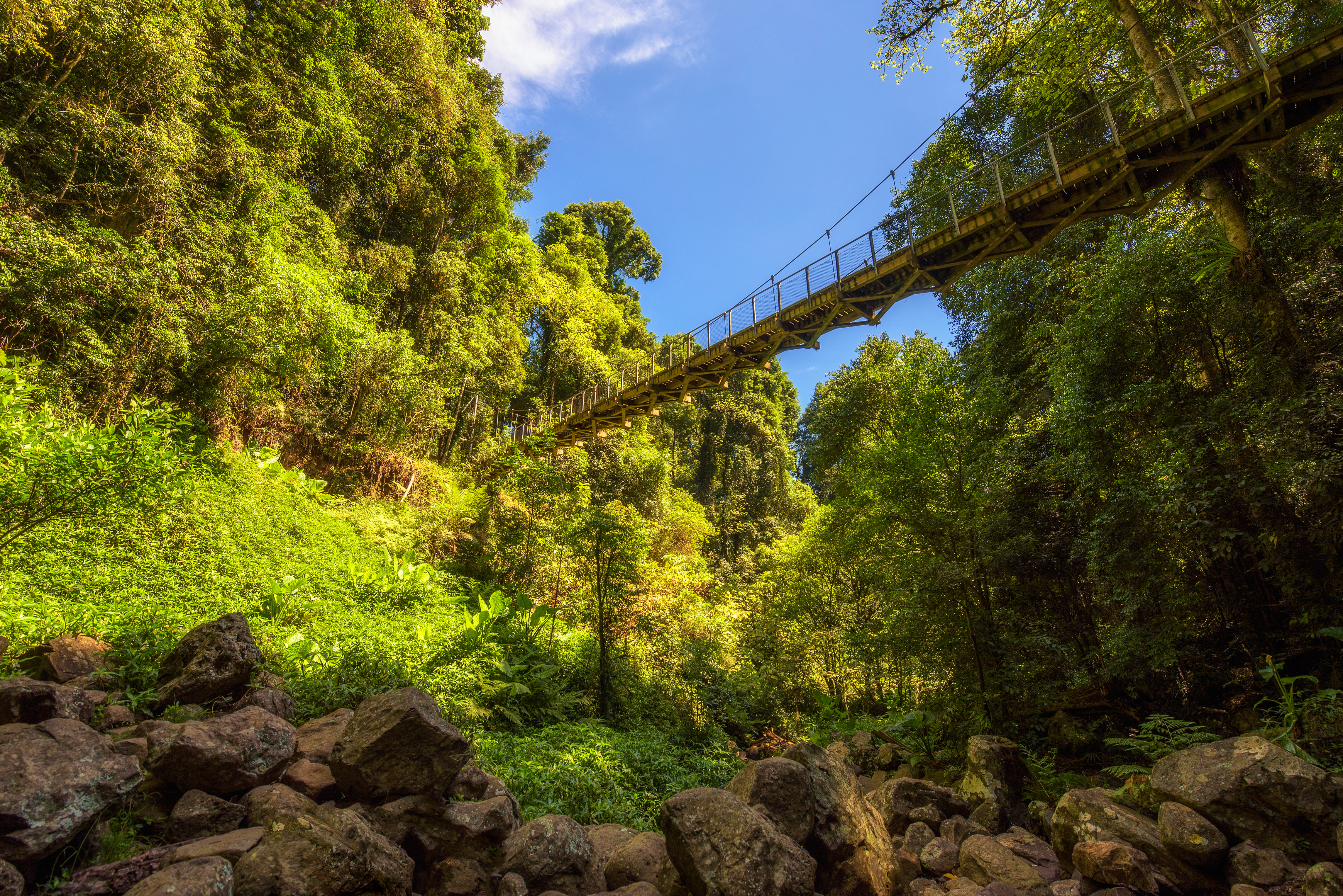 An image depicting the trail Dorrigo National Park and its surrounding area.
