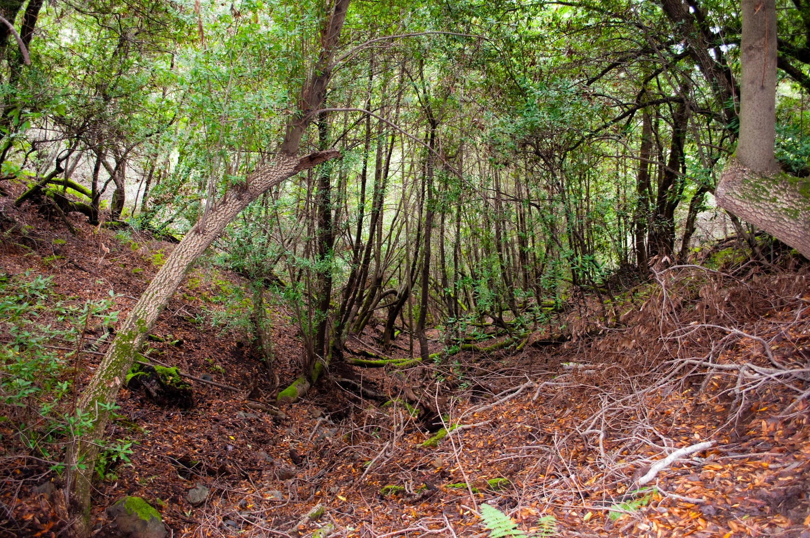 An image depicting the trail Santa Clara Trail and its surrounding area.