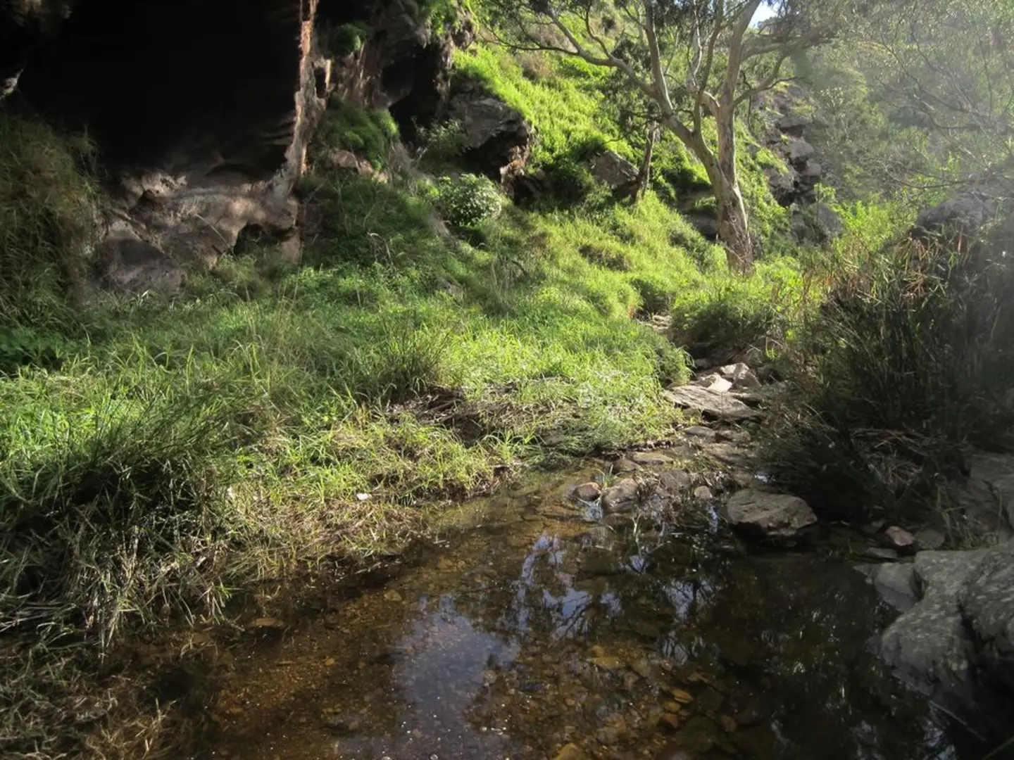 An image depicting the trail River Red Gum Loop and its surrounding area.