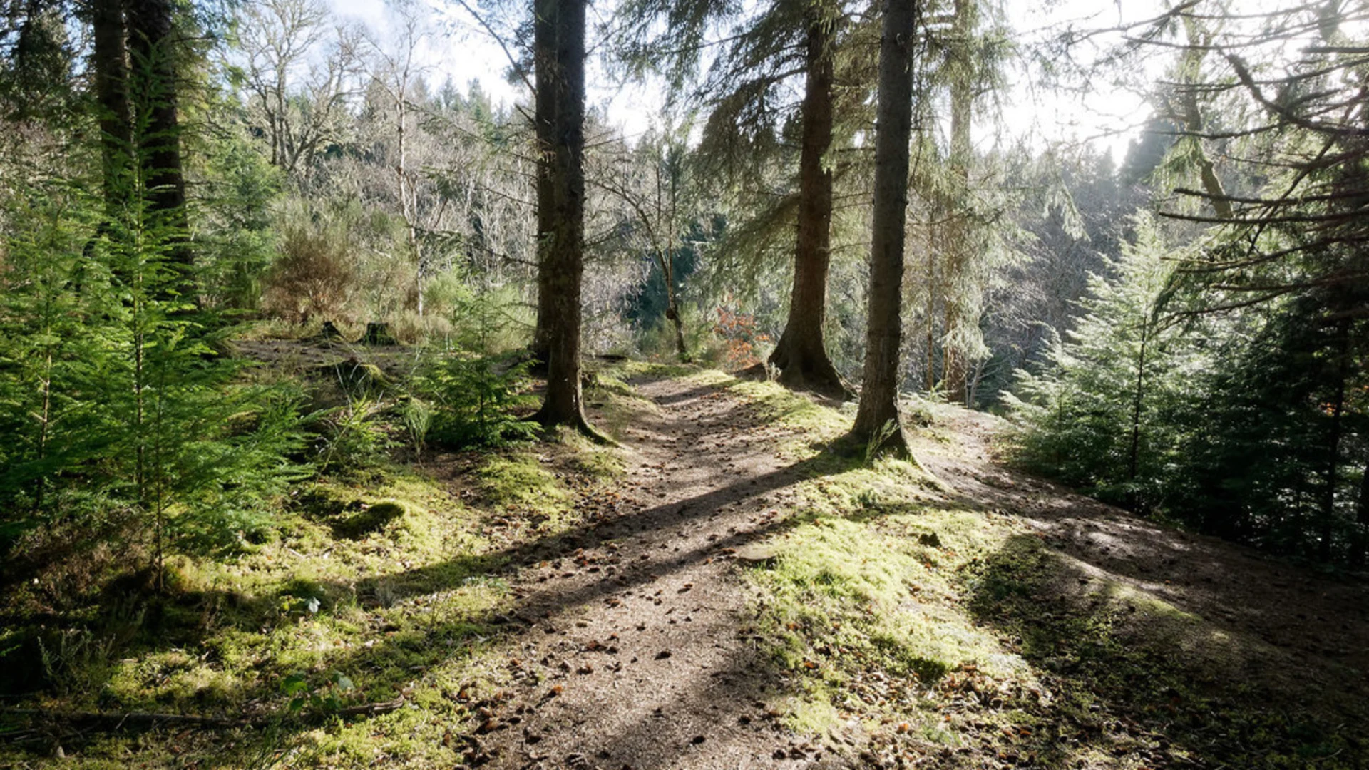 An image depicting the trail Woodland Loop via Big Burn and its surrounding area.