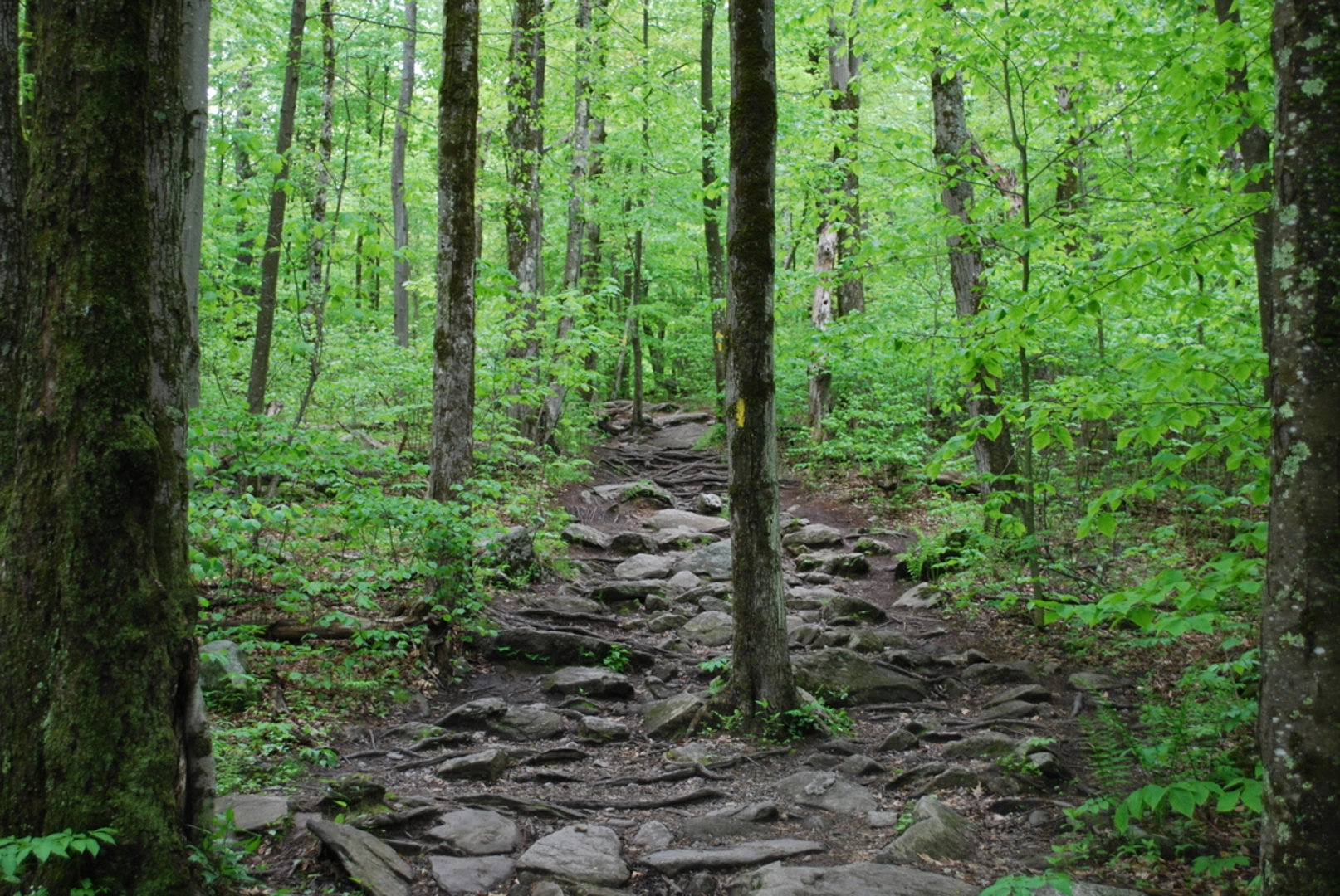 An image depicting the trail Balance Rock Trail and Mount Wachusett Lake Loop via Upper Crow Hill Pond and its surrounding area.