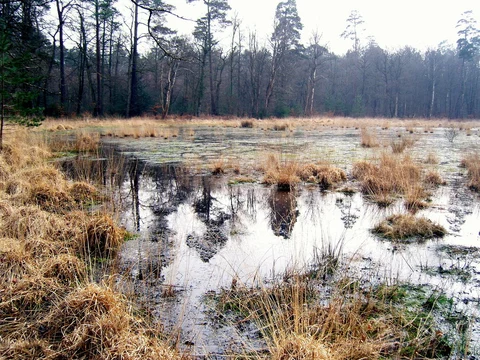 An image depicting the trail Costicles Enclosure Loop and its surrounding area.