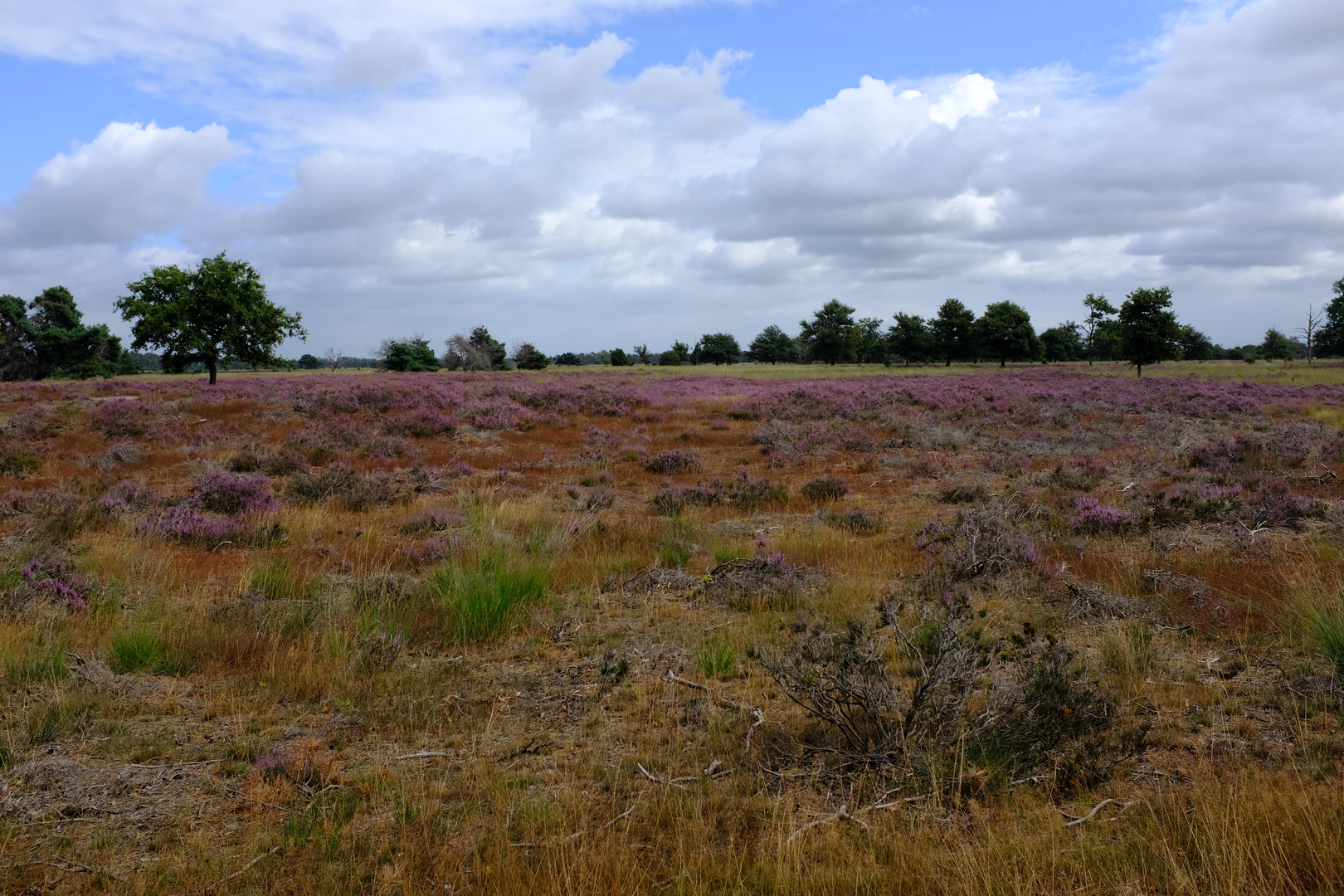 An image depicting the trail Strabrechtsche Heide, Collsche Heide and Luchen Loop and its surrounding area.