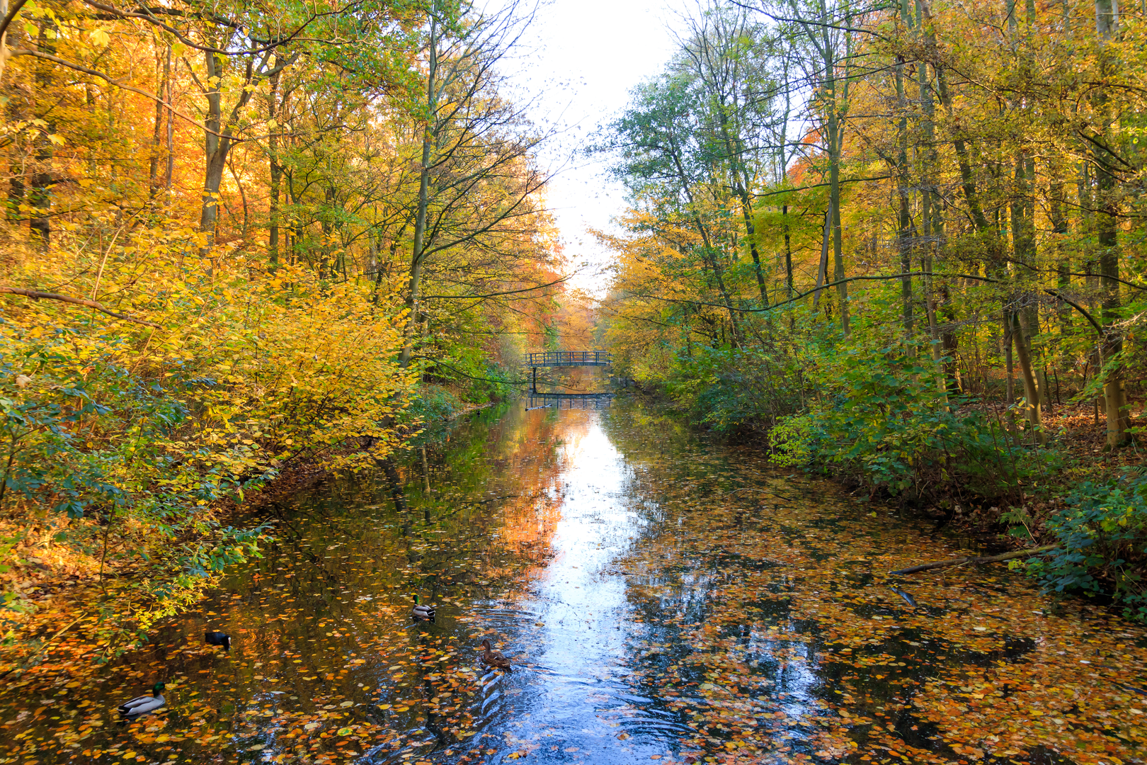 An image depicting the trail Haagse Hout and Belverdere via Kerkpad, Nieuwe Parklaan and its surrounding area.