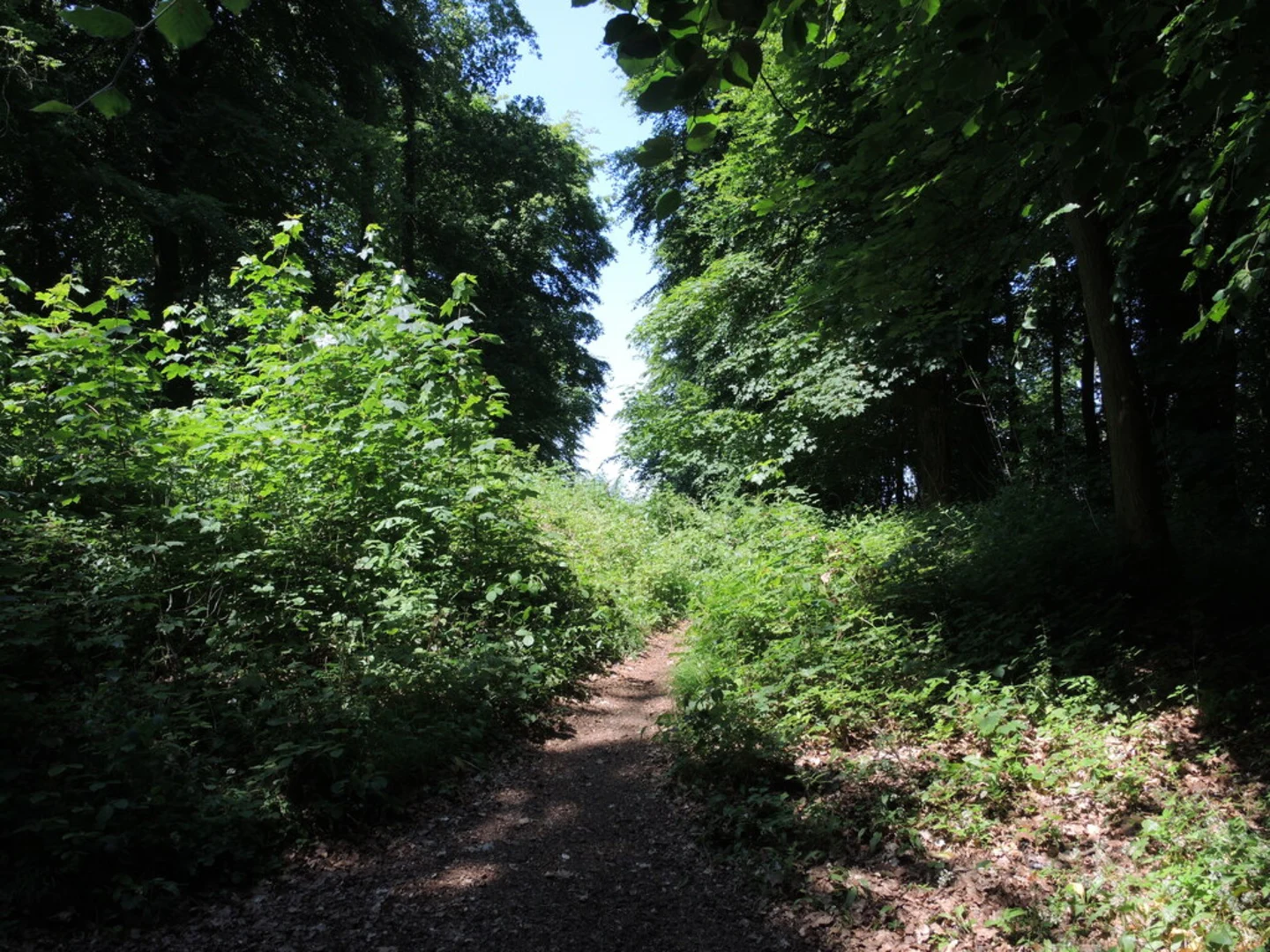 An image depicting the trail Haresfield Beacon, Standish Wood and Maitlands Wood Loop and its surrounding area.