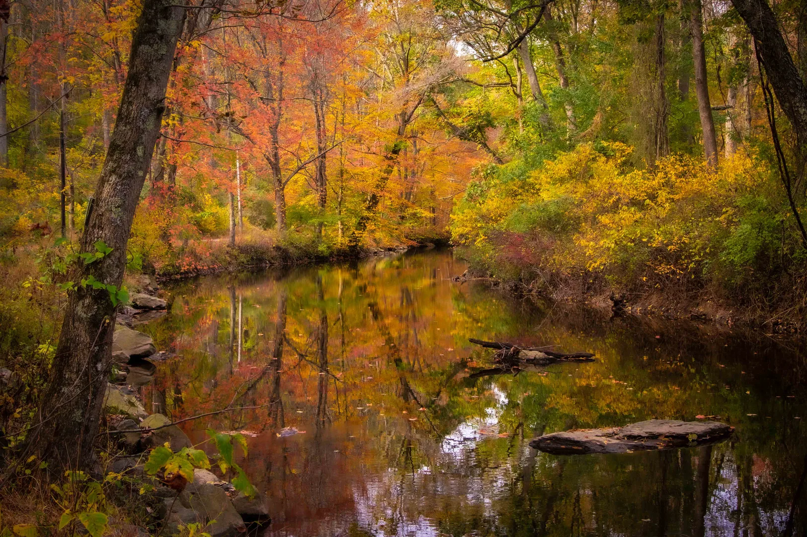 An image depicting the trail Ridley Creek via White and Blue Loop Trail and its surrounding area.