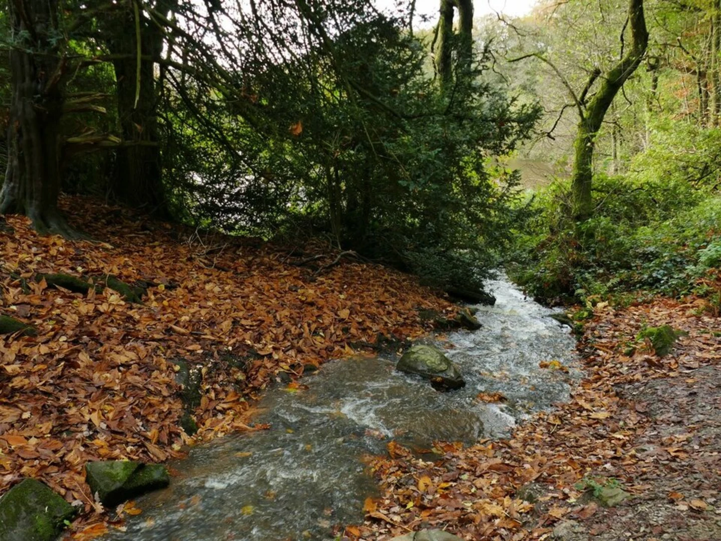An image depicting the trail Greenway Bank Country Park Loop and its surrounding area.