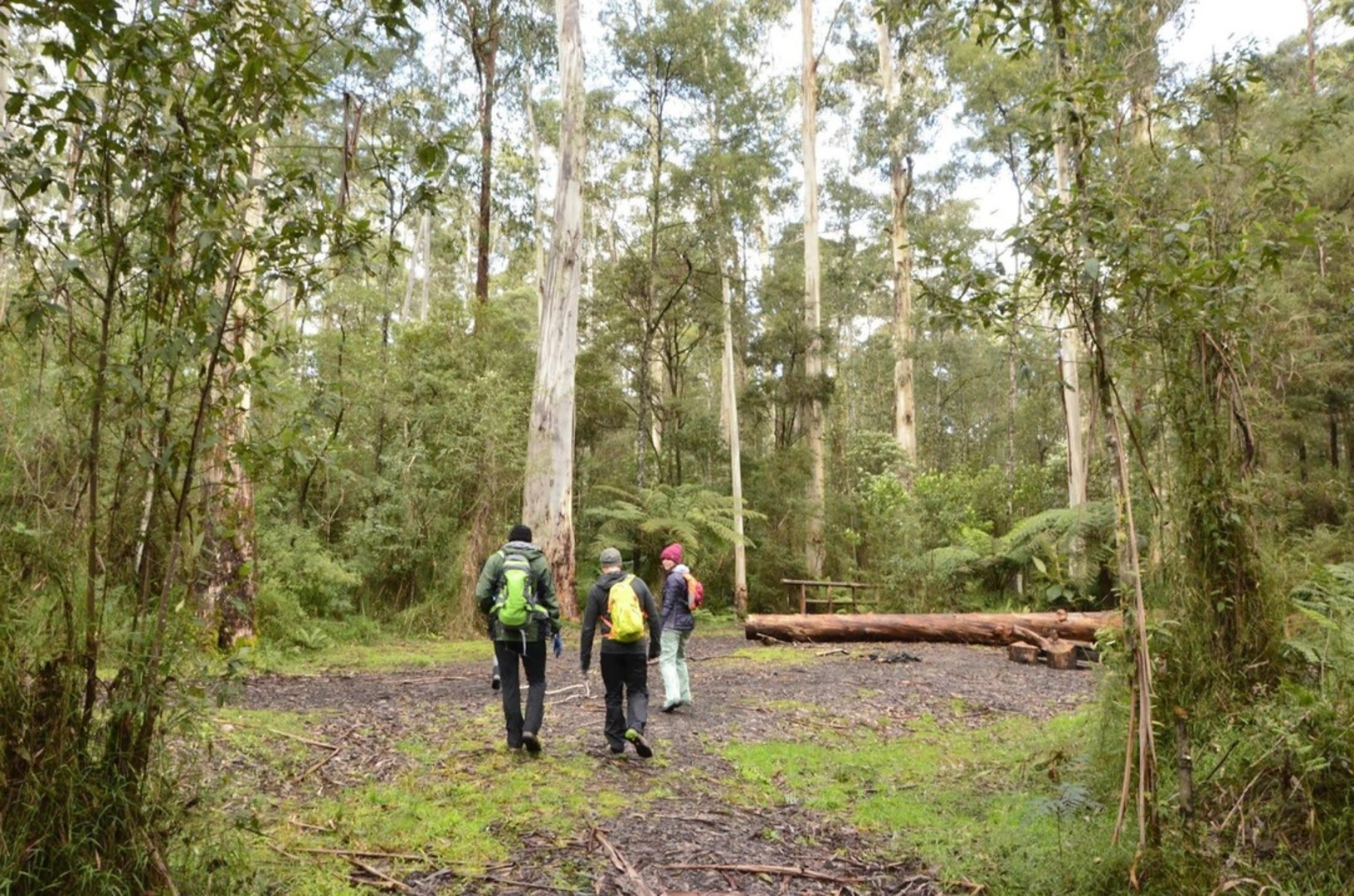 An image depicting the trail Big Pats Creek to Starlings Gap Trail and its surrounding area.